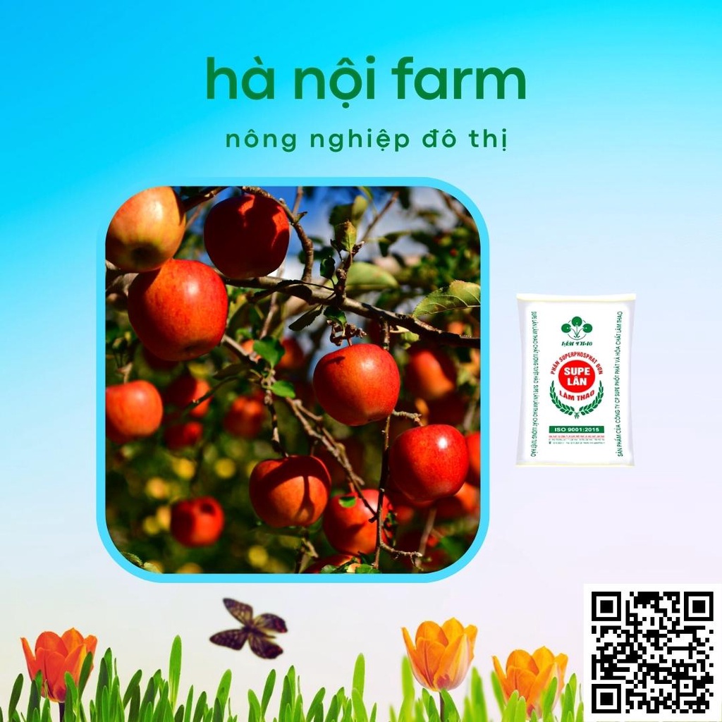 Phân Lân bột Lâm Thao- Supe 500g