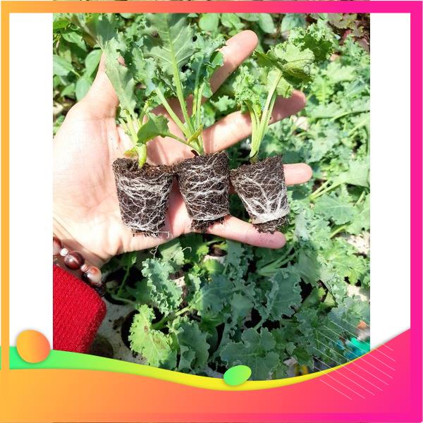 cây giống cải kale xoăn xanh, cải kale xoăn tím, kale khủng long xanh, kale red rusian (chỉ giao hỏa tốc tp hcm)
