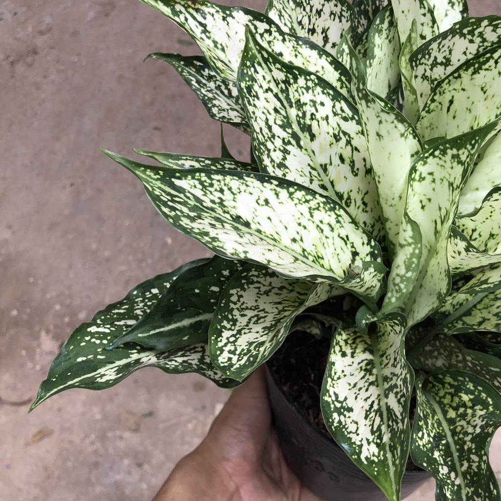 Cây ngọc ngân phong thủy, Cao 20cm - Trang trí nội thất, phòng ngủ, ban công