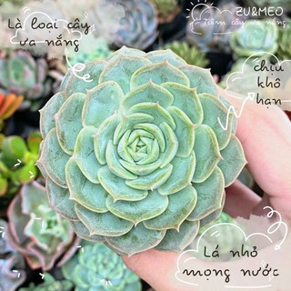 Sen đá ngọc bích size bé 4-6cm - ZUMEO tiệm cây ưa nắng