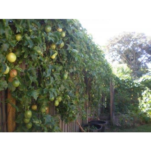 CÂY GIỐNG Chanh dây ngọt Colombia