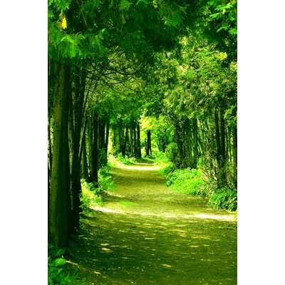 Tranh Dán Tường khung đường nhiều Cây Lá với màu sắc khác nhau In 3D Cao Cấp thiết kế đẹp theo xu hướng