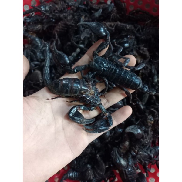 1 chai xoa bóp bọ cạp Sapa