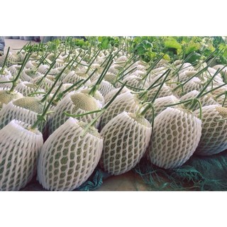 Xốp bọc dưa lưới xốp bọc trái cây, xốp lưới bọc hoa quả