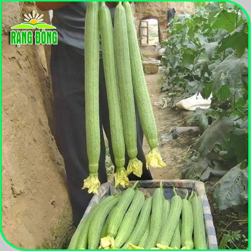 Hạt giống Mướp ngọt - Mướp đắng (khổ qua) trồng quanh năm, Hạt giống rau củ quả trồng chậu - Hạt giống Rạng Đông