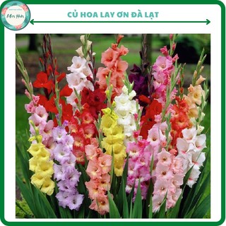 1kg Củ giống hoa lay ơn đã được kích mầm và xử lí nấm