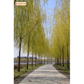 Tranh 3D Dán Tường Hàng Cây Khổ Lớn không giới hạn kích thước