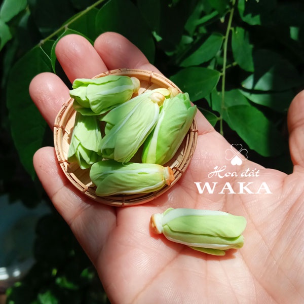 Mô hình Cải Thảo Mini - Rau Củ Quả Mini 1/12