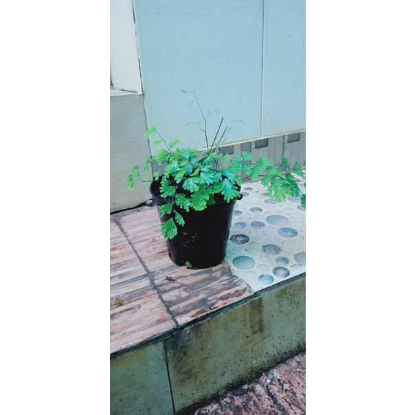 Dương sĩ tóc thần