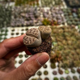 Sen Mông Lithops Lẻ 1 Cây Size 1-2cm  cây cảnh trang trí SENDABL