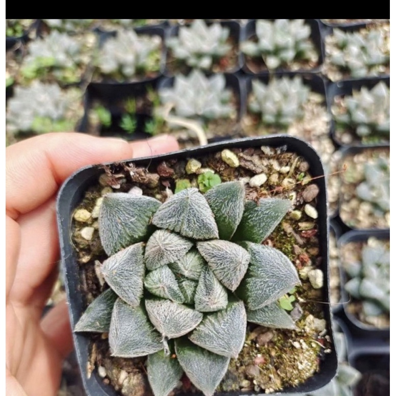 Cây sen đá hawothia lông mới_🌱hàng sẵn