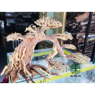 Bonsai lũa gỗ mini dáng thác đỗ đơn dùng cho hồ 30cm-60cm | thiết kế cổ thụ cho hồ thuỷ sinh