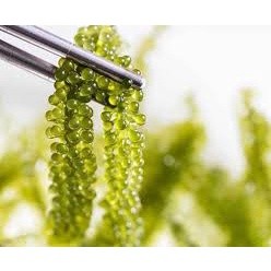 Rong nho muối - rong nho tách nước nhật bản