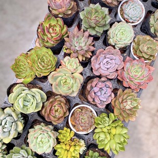 Sen bầu ngẫu nhiên không chọn loại - sen đá joybae garden