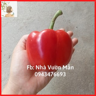 10 hạt giống ớt chuông đỏ
