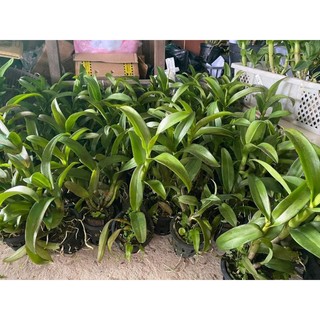 Denro Ngọc Trai Đen