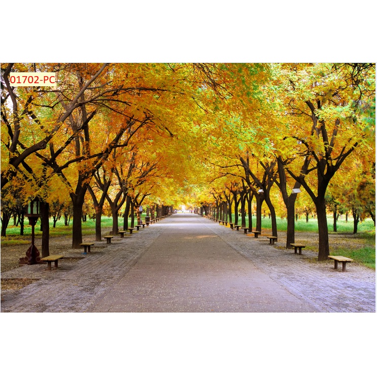 Tranh 3D Hàng Cây, Rừng Cây, Cây Xanh Dán Tường Cao Cấp mới nhất