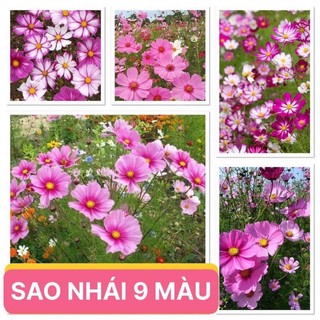 hạt giống Hoa sao Nhái