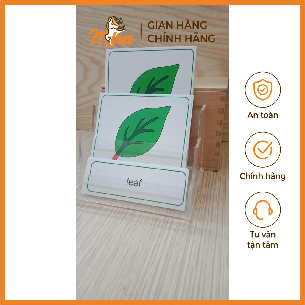 Montessori- Thẻ 3 phần các bộ phận của lá - Theo tủ thực vật không có khay TIẾNG ANH - Mira Toys
