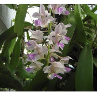 tam bảo sắc (hoa cực thơm lâu)