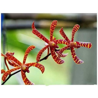 hoa lan đột biến bò cạp(10than)