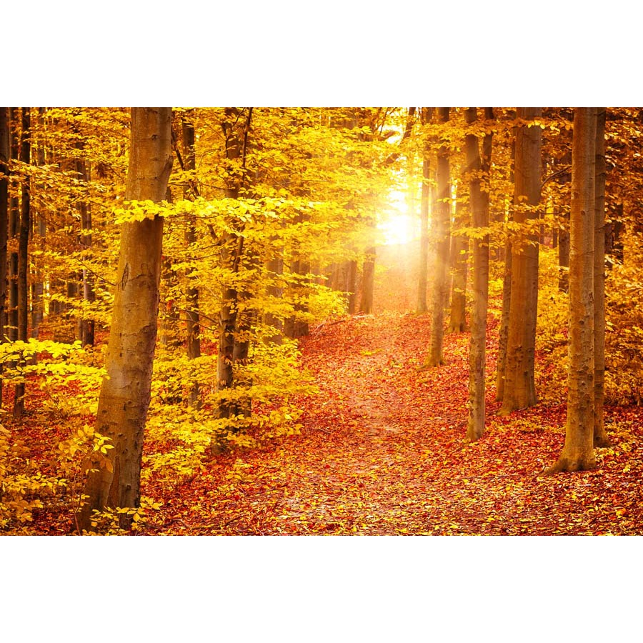 Tranh dán tường phòng khách phong cảnh rừng cây đẹp nhất