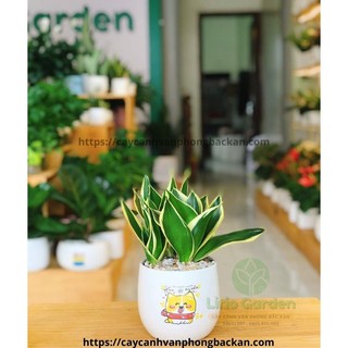 [ Quà Tặng Kèm ] Cây lưỡi hổ thái viền vàng