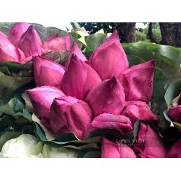 Hạt Giống Sen Hồng Việt Nam(10 hạt)