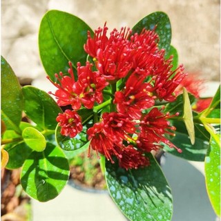 Cây mai Thái màu đỏ - cây phong thuỷ, hoa chùm