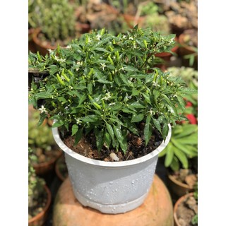 Chậu cây ớt Chỉ Thiên