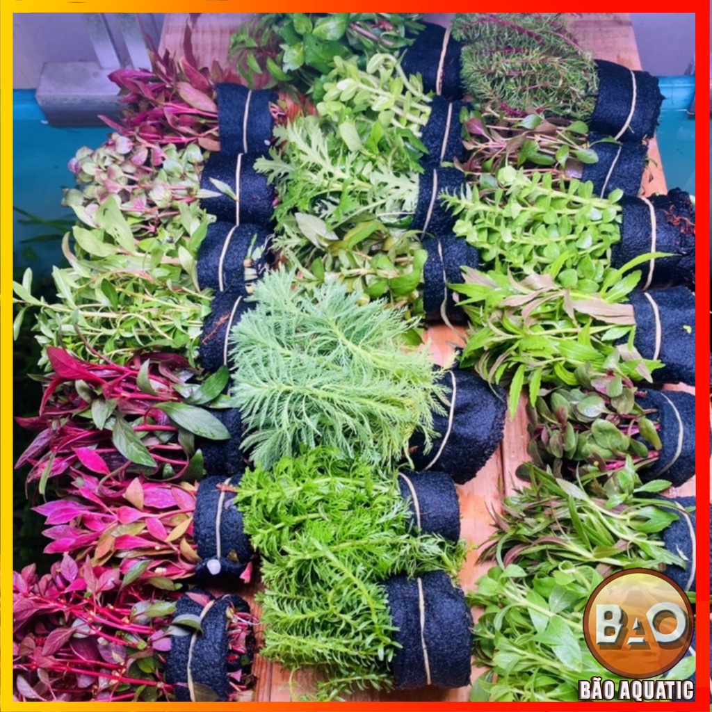 Cây Thủy Sinh Cắt Cắm Không Cần Co2