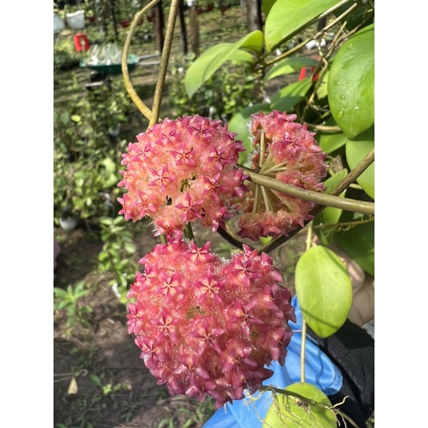 Hoa Cẩm cù - hoya Mindorensis pink nhiều kích thước, hoa đẹp, siêng hoa, dễ trồng