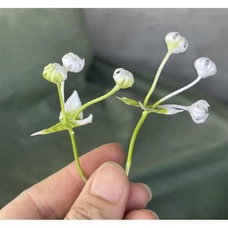 Cỏ điểm diem cho bos hoa