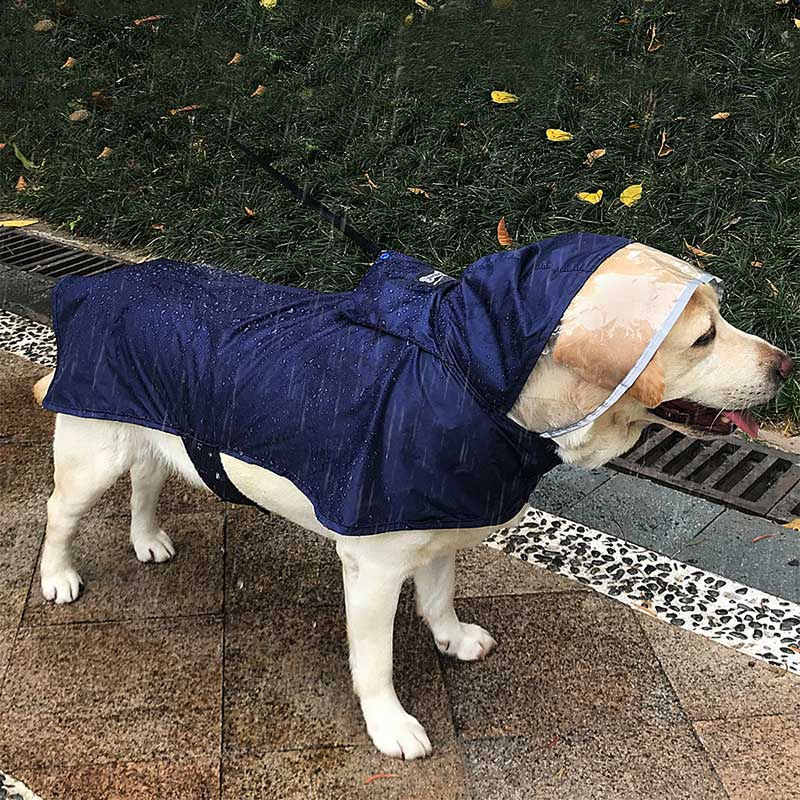 HamshMoc Áo Mưa Nhẹ Màu Trong Suốt Có Mũ Trùm Họa Tiết Hamsa Chống Thấm Nước Cho Cún Cưng