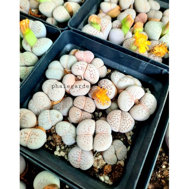 Lẻ sen mông đôi trắng tuổi ra hoa