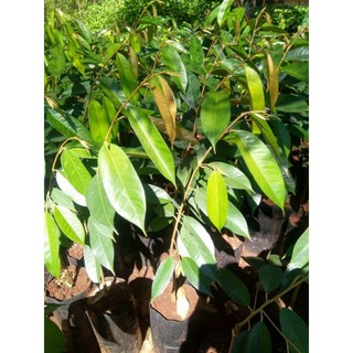 cây sầu riêng ruột đỏ (Chuẩn giống sầu riêng ruột đỏ)