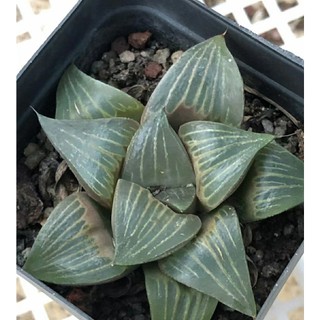 Haworthia mutica var nigra