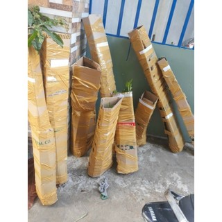 hồng xiêm xoài( sapochê)