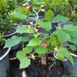 Cây Dâu Tằm siêu trái mini bonsai ( chưa bao gồm chậu )