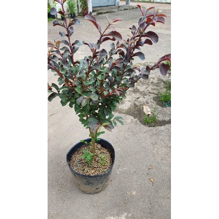 Cây ổi sẻ tím