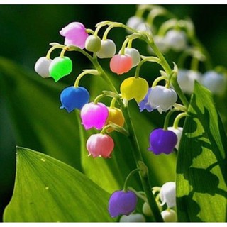 Chuẩn hoa tết 🌸hạt giống hoa #linh #lan