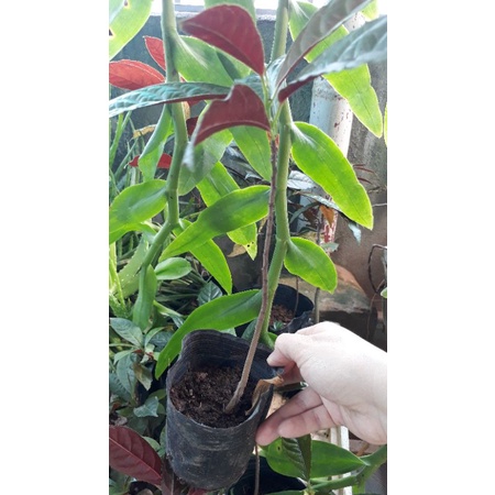 Combo 5 cây đơn lá đỏ (35 cm)