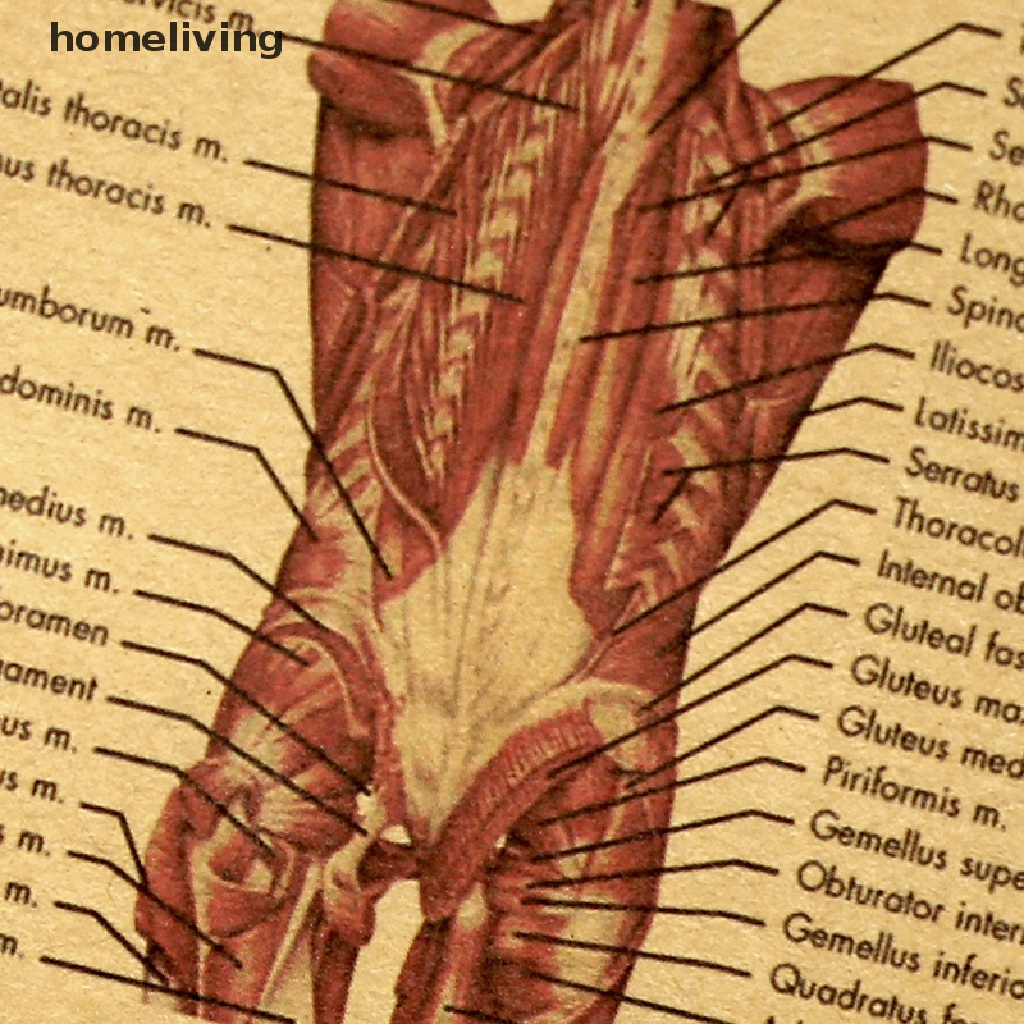 Áp Phích Trang Trí Nội Thất Hình Cột Cột Xoay Người Giải Phẫu Đầu Gối Nghệ Thuật