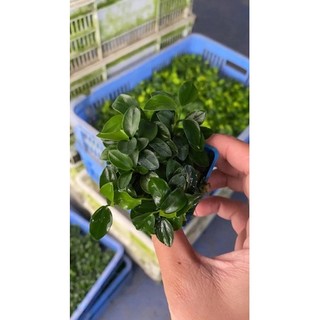 Ráy nana petite cốc vuông - Cây thuỷ sinh