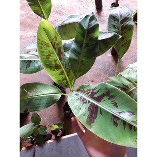CÂY GIỐNG CHUỐI LABA [CHUẨN GIỐNG F1 CẤY MÔ ].