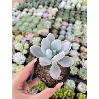 Sen Đá Sỏi Xám Size Bầu 5cm Hư 1 Đổi 1