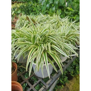 Cây cỏ lan chi vàng - giống mới