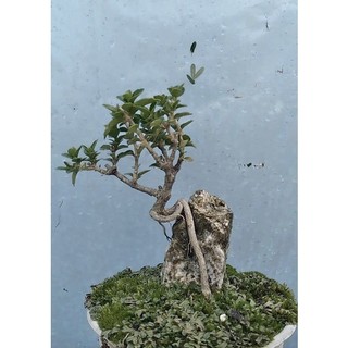 Sam hương ôm đá bonsai mini