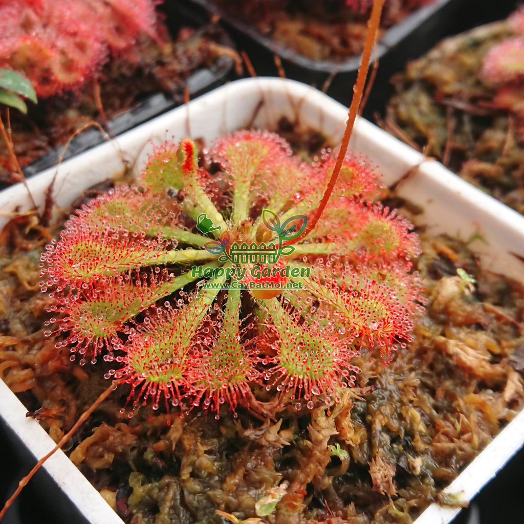 Cây gọng vó Drosera Tokainensis bắt mồi bằng keo dính