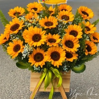 50 hạt giống hướng dương cắt cành sakata nhật bản chuẩn hình hoa